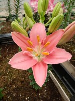 [5009 Foxtrot No02.JPG]